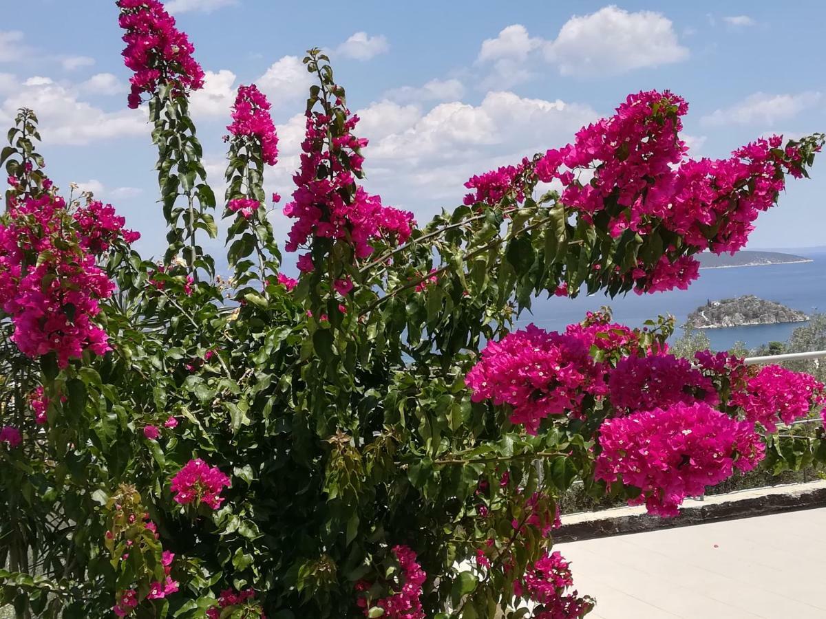 Stone House In Olive Grove Tolo