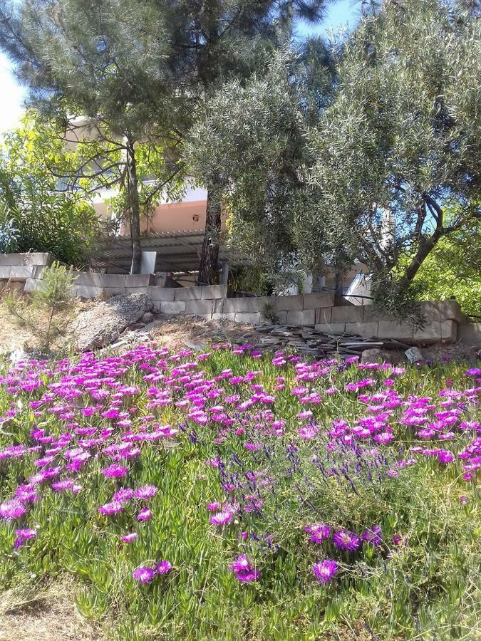 La Casa Di Anastasia - Panorama * Nea Karvali