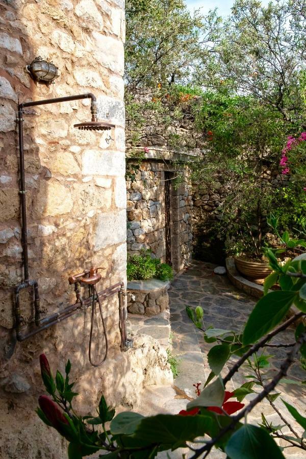 Positivespace Olive Tree