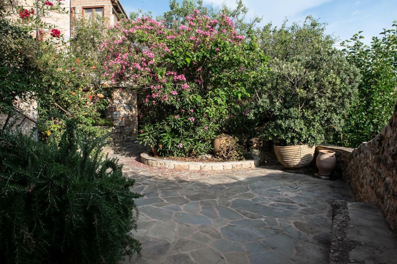 Positivespace Olive Tree