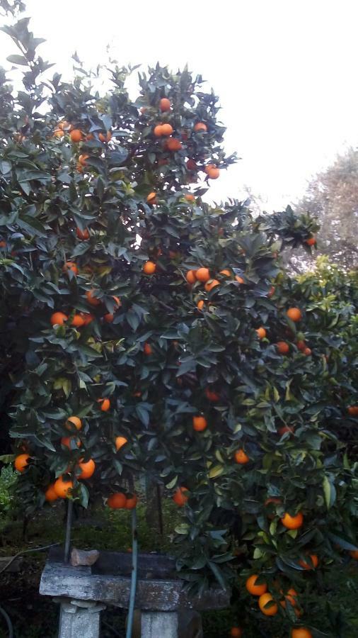 Orange Garden Apartment