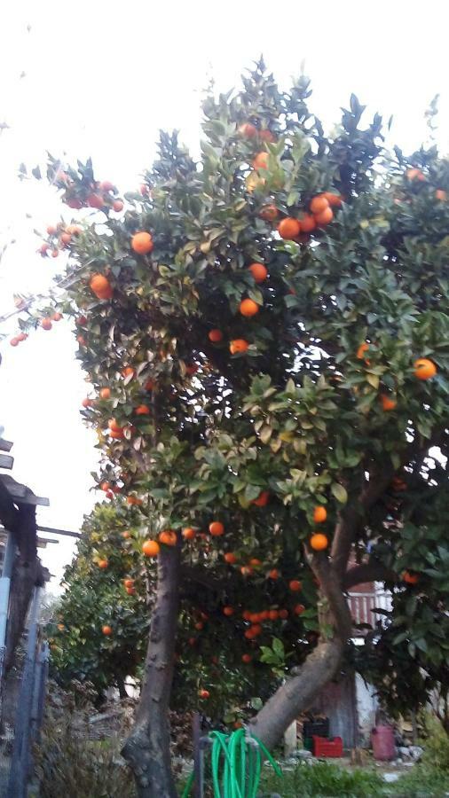 Orange Garden Apartment *