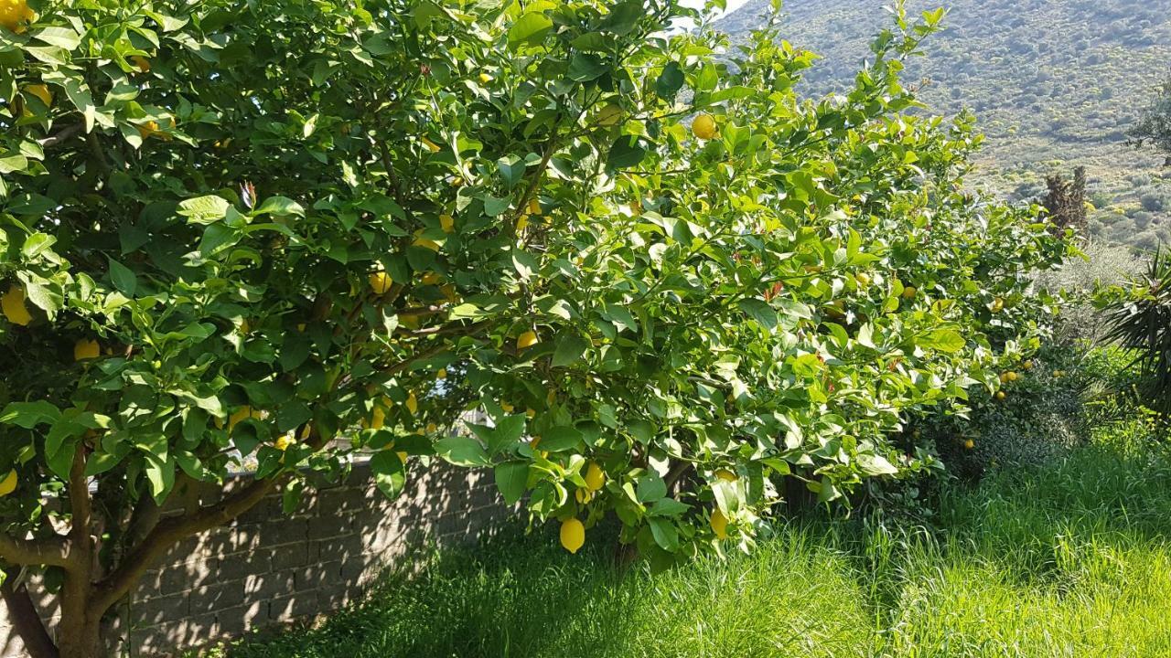 Oasis Ag Pantes