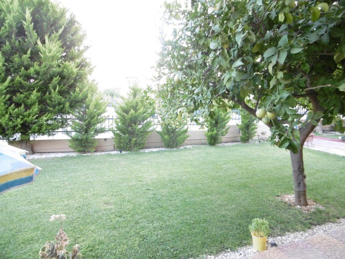 Lemon Tree *