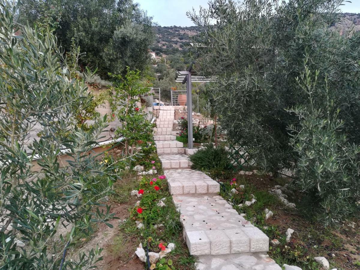 Stone House In Olive Grove Tolo