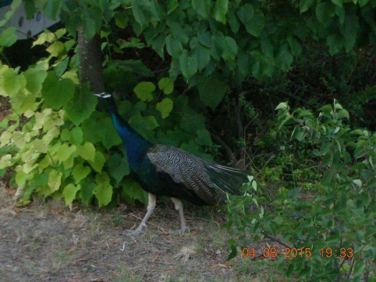 Peacock Upper