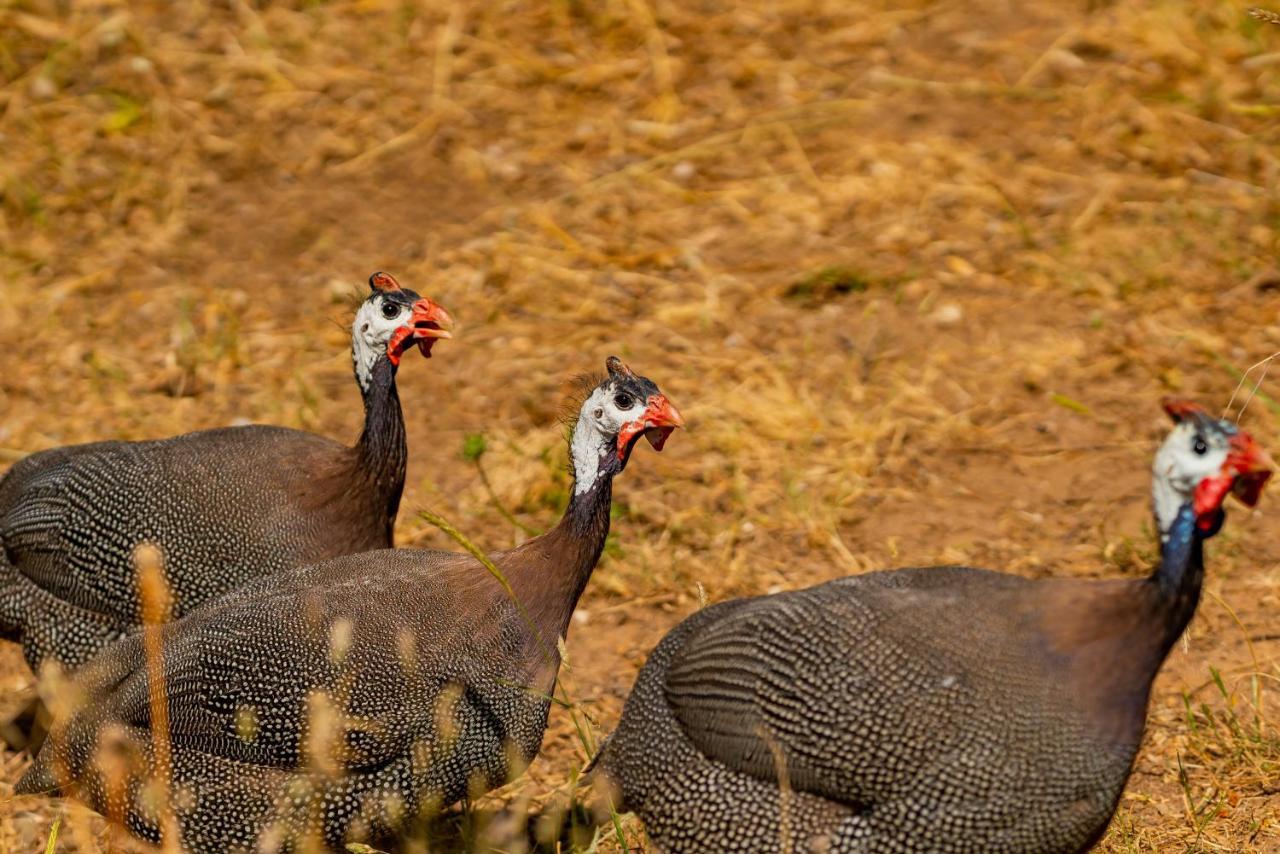 Agrikea Aparthotel Korissia (Kea)