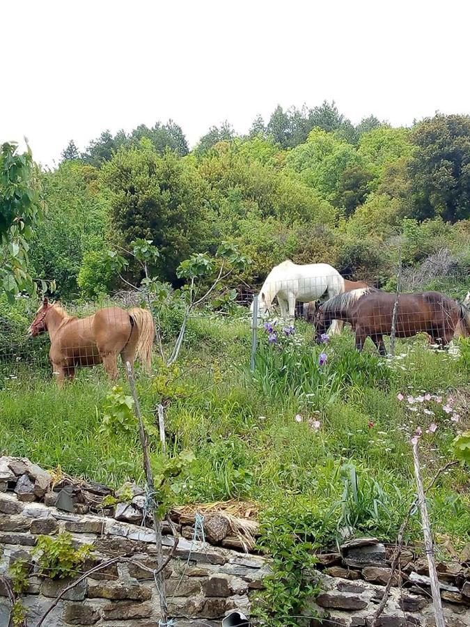 Morfeas Guest house Papigko