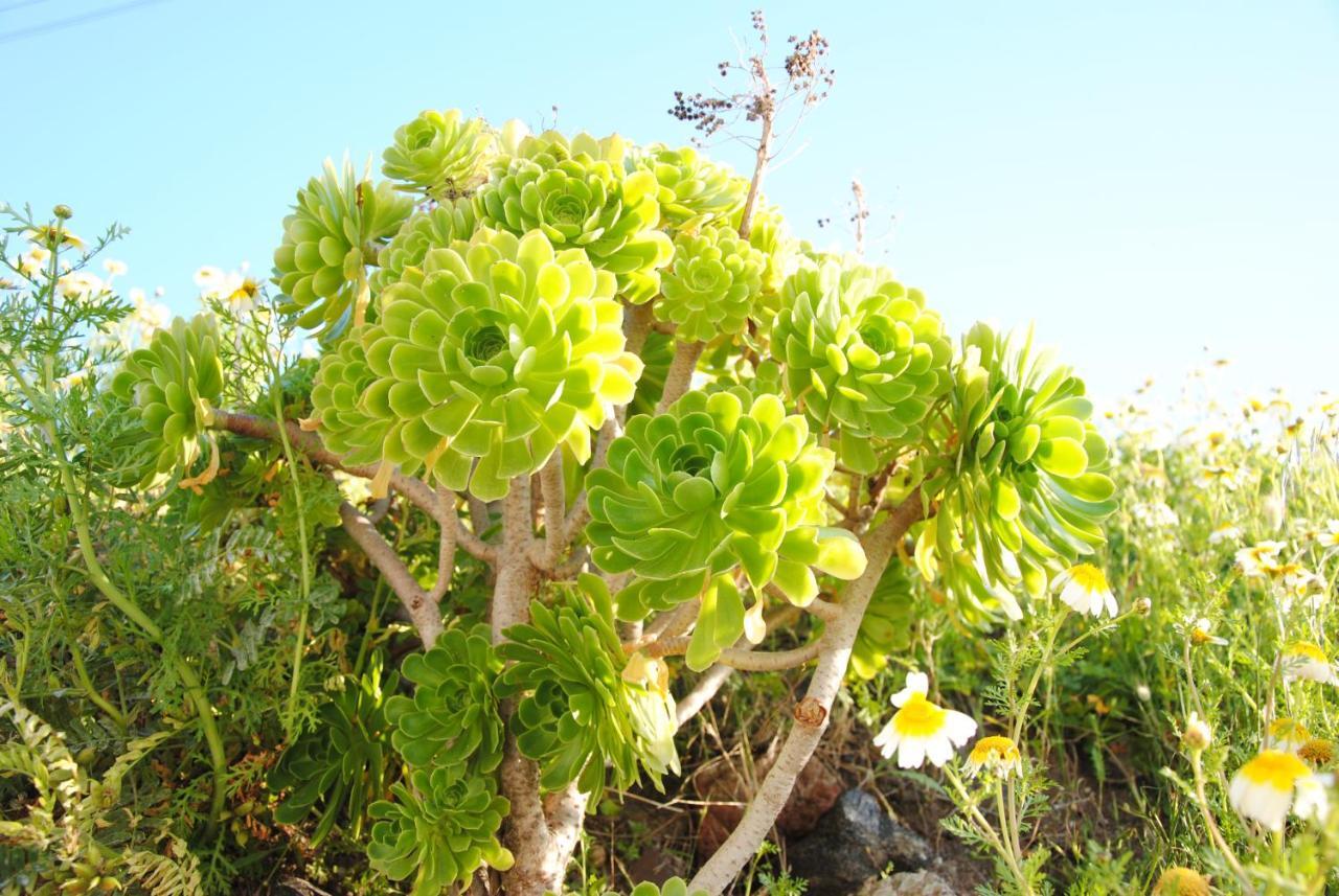 White Grape Oia (Santorini)