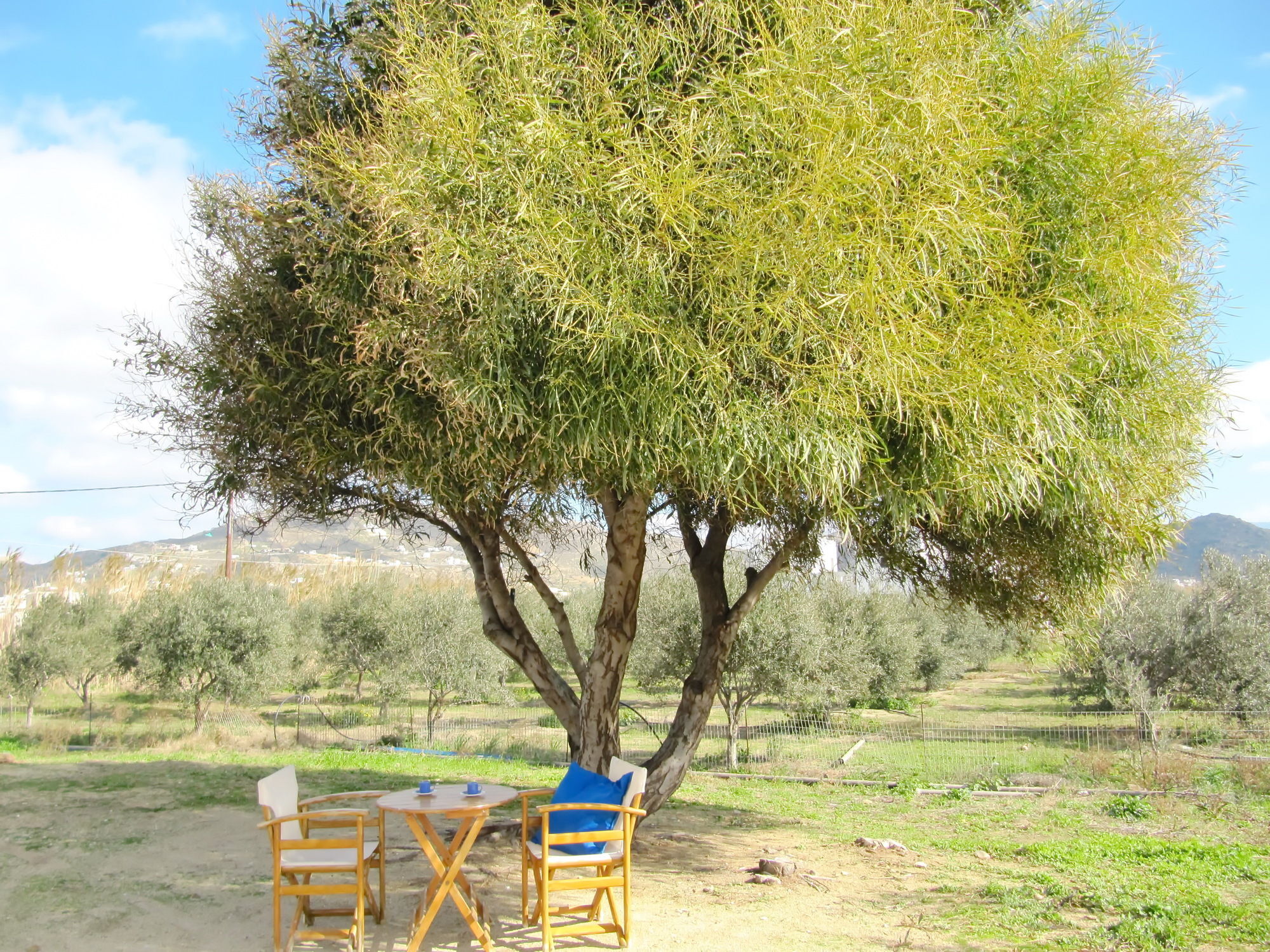 Ktima Bianco