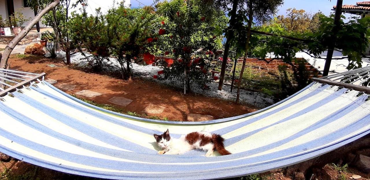 Apartment Katerina Fotopoulos & - Papanero Com Agios Ioannis (Thessaly)