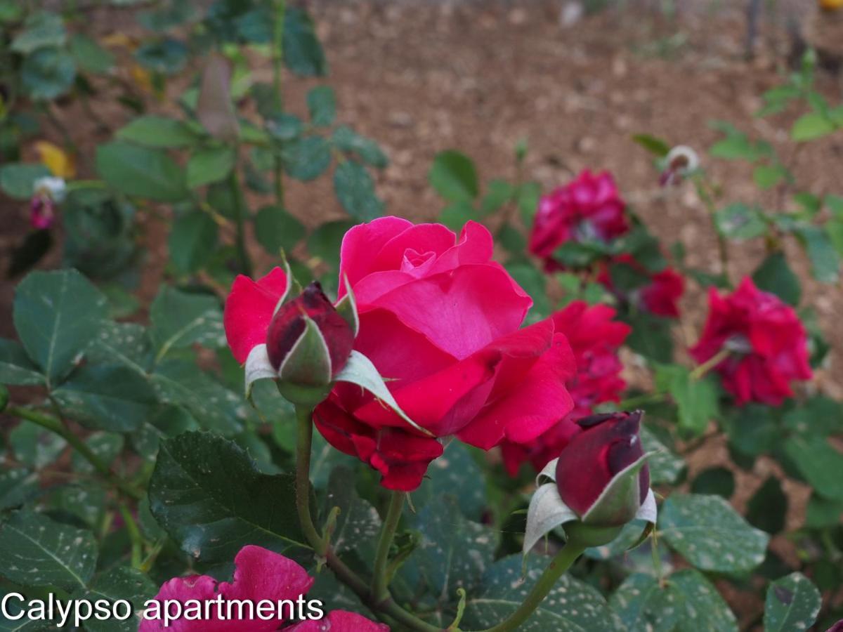 Calypso Apartment
