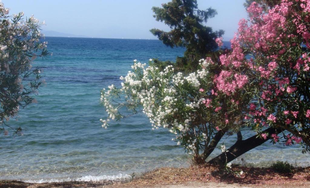 Aliki Studios