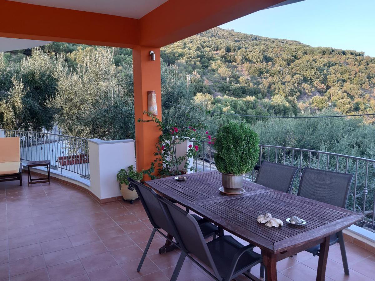 Olive Tree