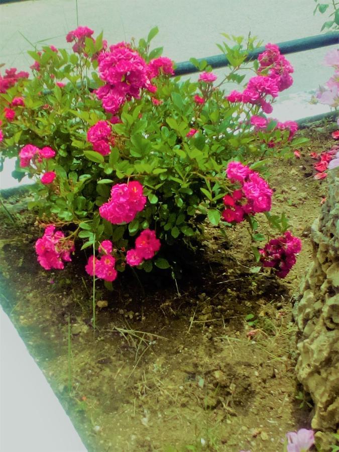 Maria's Paradise