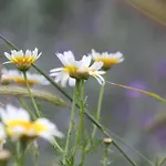 Jasmine - Morfi Village