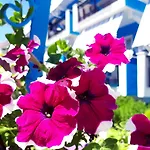 Zante Dahlia