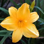 Girasole Villa