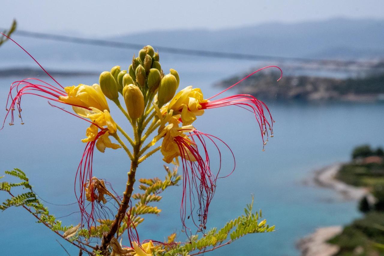Apartment Miracle View Agios Nikolaos (Crete)