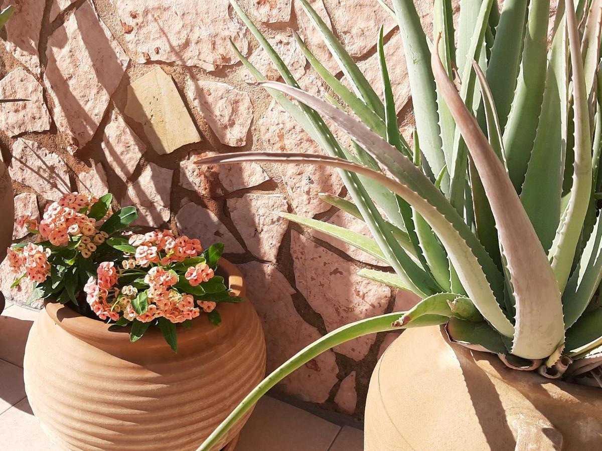 Aloe Chania Crete