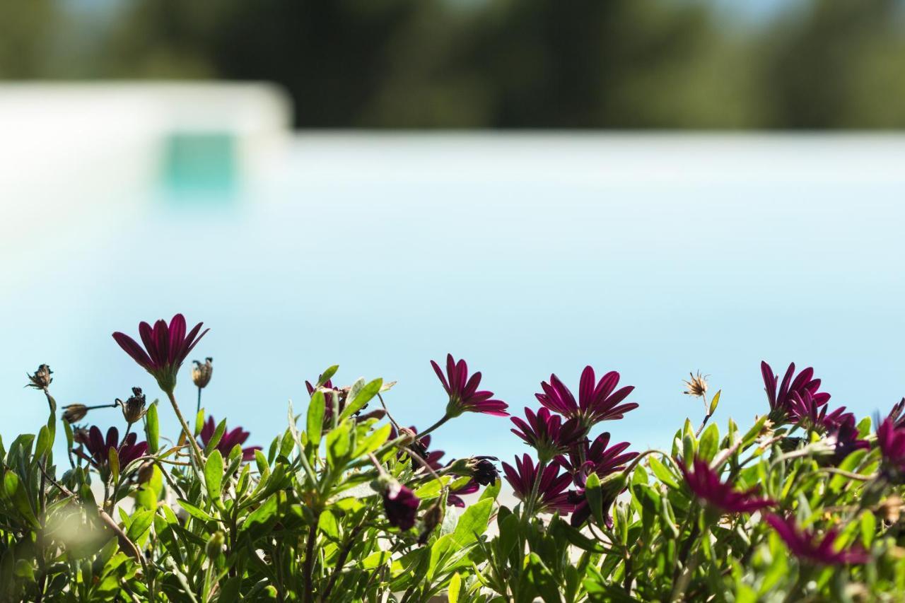 Villa Olivia Estate With Private Swimming Pool