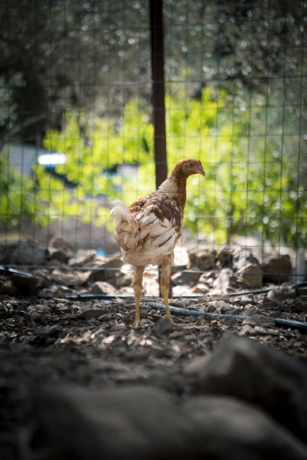 Farm stay Chaihoutes Stone House Into Olive Farm In Zia Agios Dimitrios (Kos)