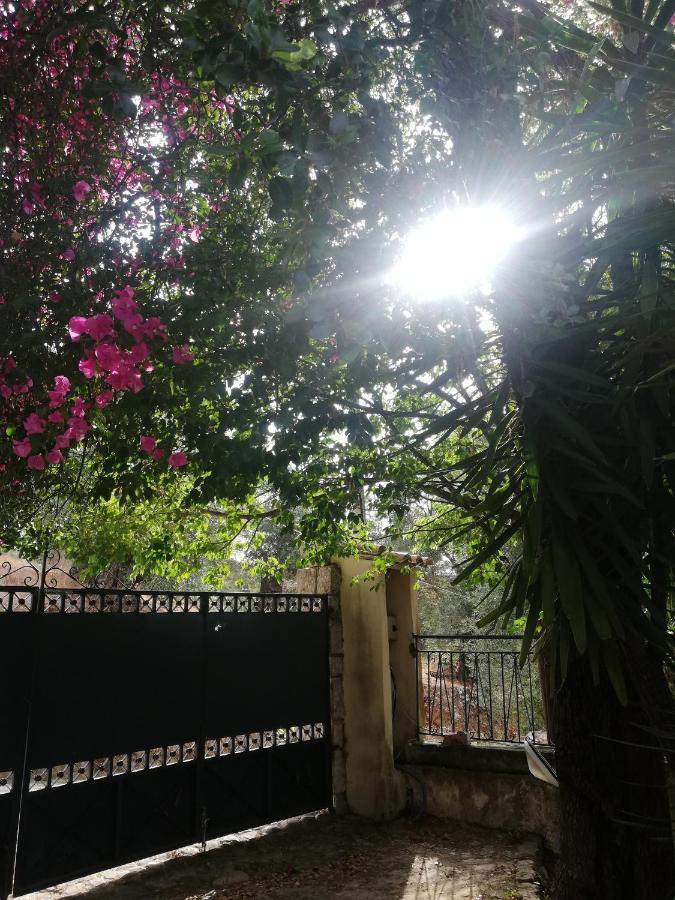 Olea