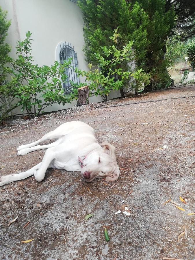 Olea Villa Agia Pelagia Chlomou