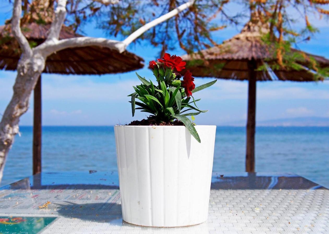 Rena's Traditional Aegean House By The Sea