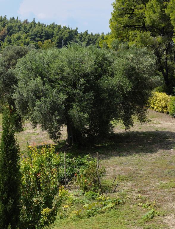 Olivos Sani Villa Sani (Chalkidiki)