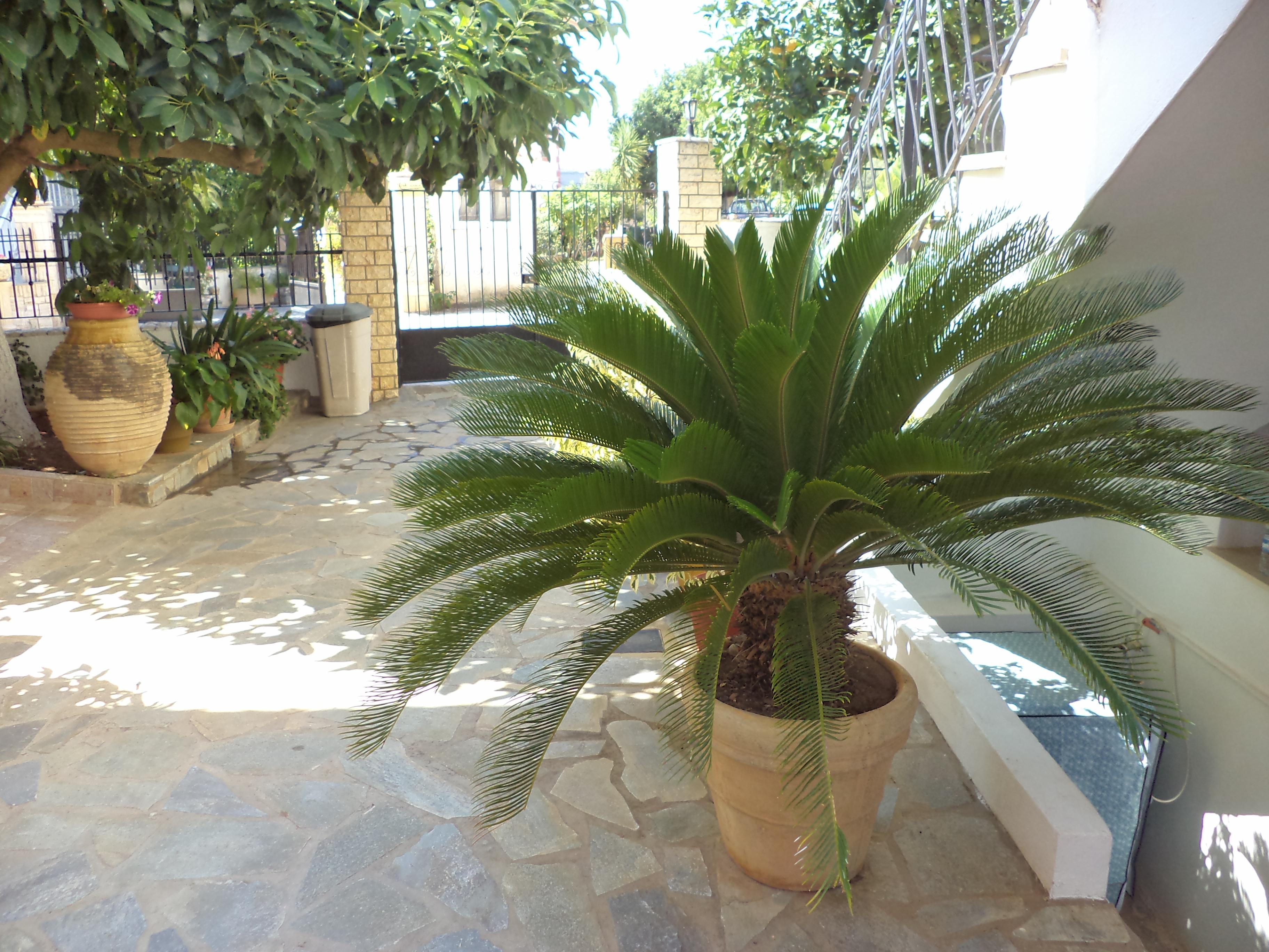 Apartment Dionysios