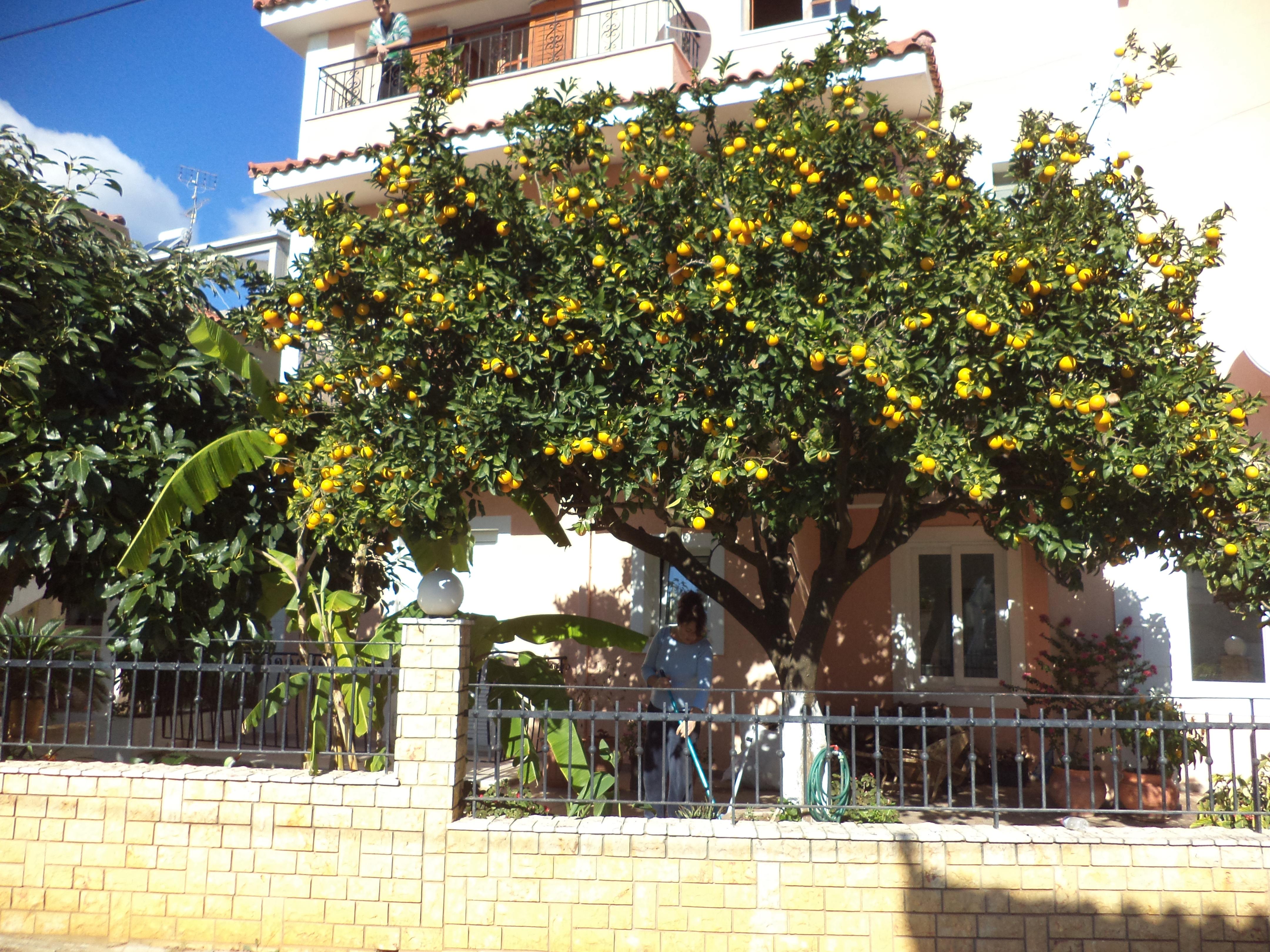Apartment Dionysios Skala (Kefalonia)
