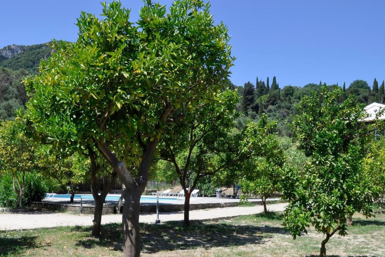 Orange Grove