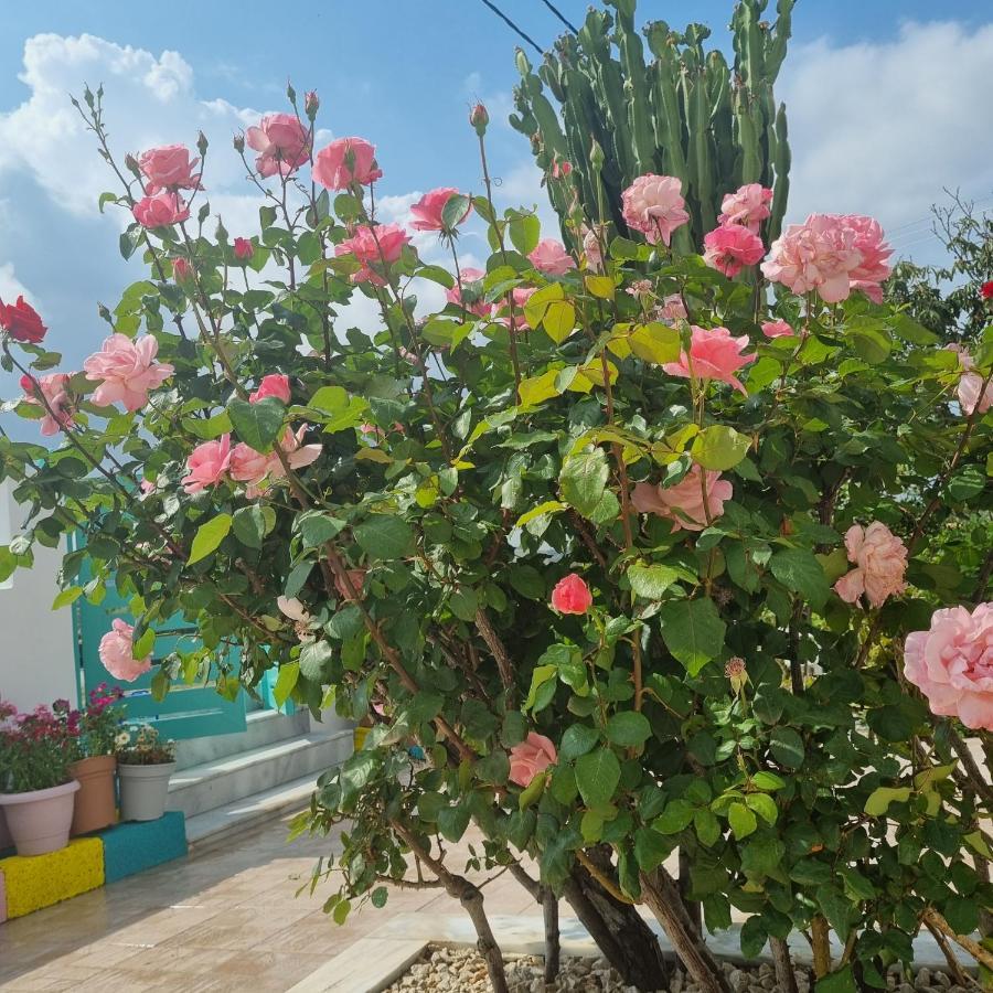 Arocaria In With Garden , Mountain And Sea View Faliraki