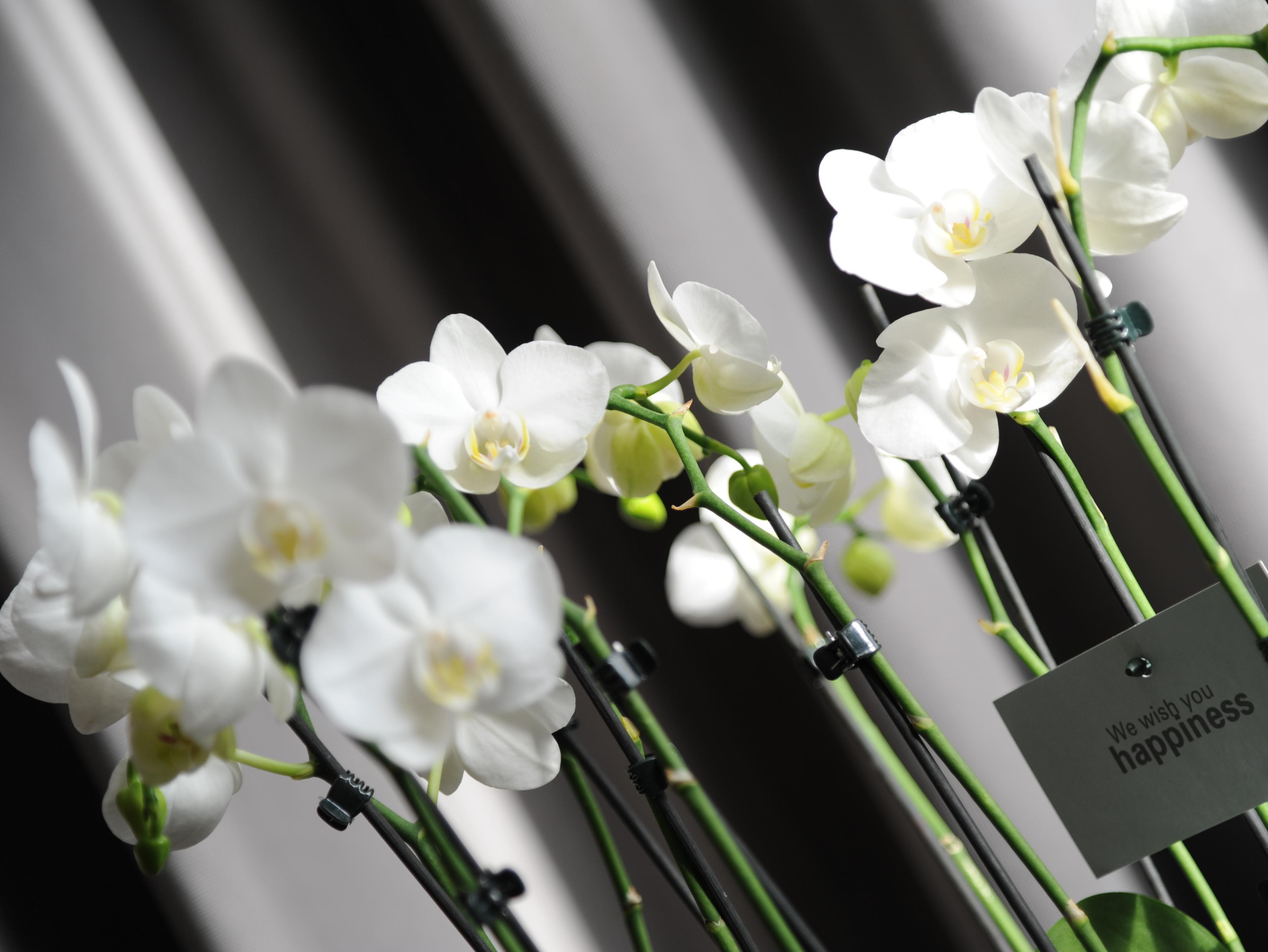 Brasil Boutique Hotel Athens