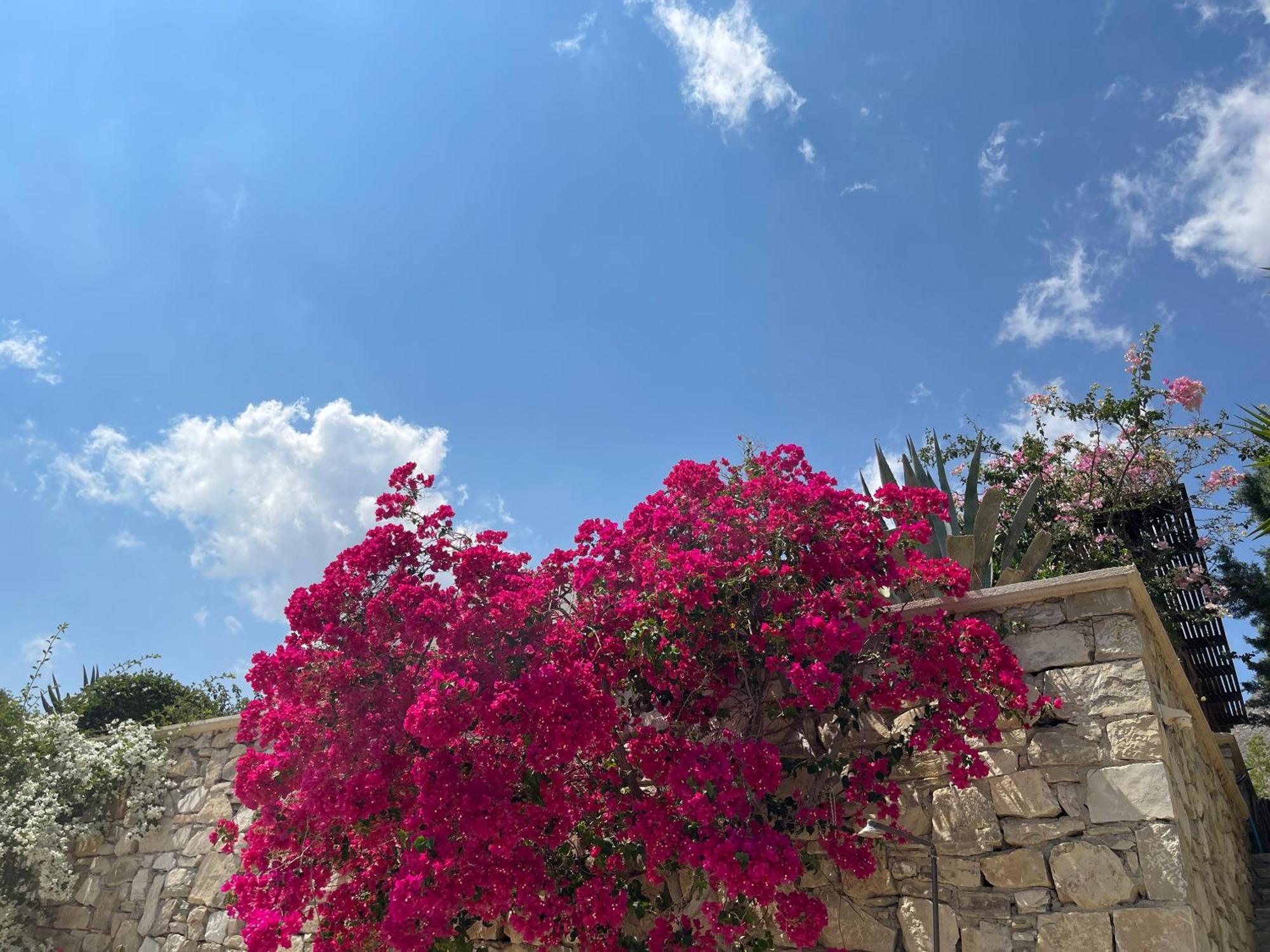 Natica Mare Xerokampos (Crete)