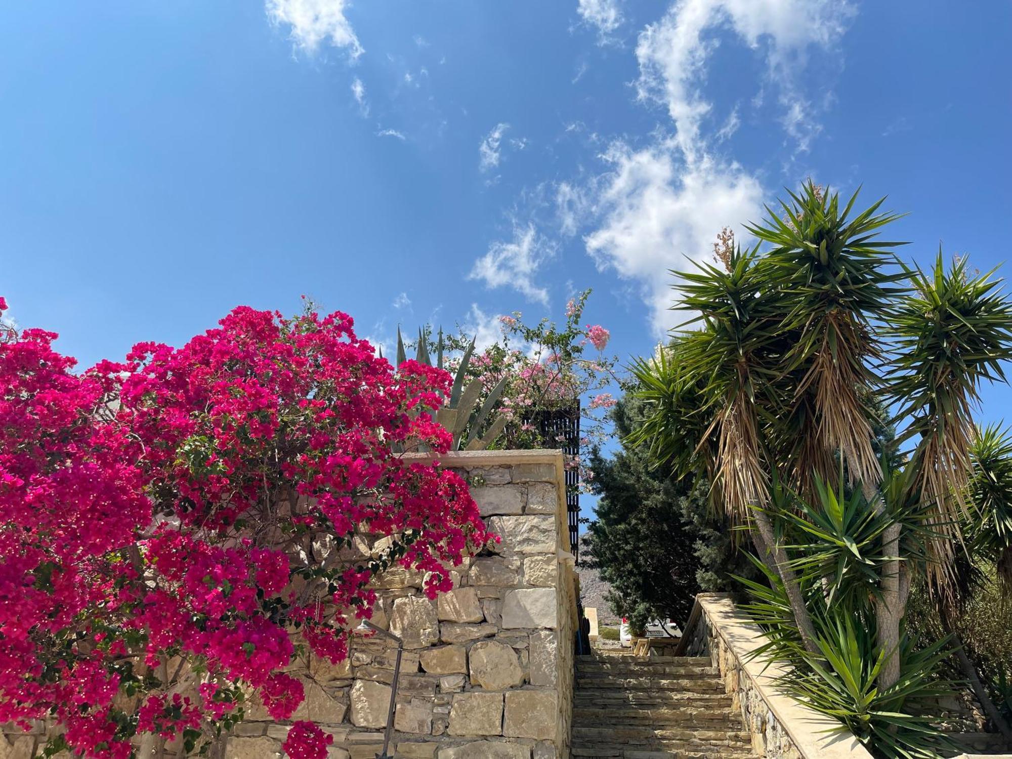 Natica Mare Xerokampos (Crete)