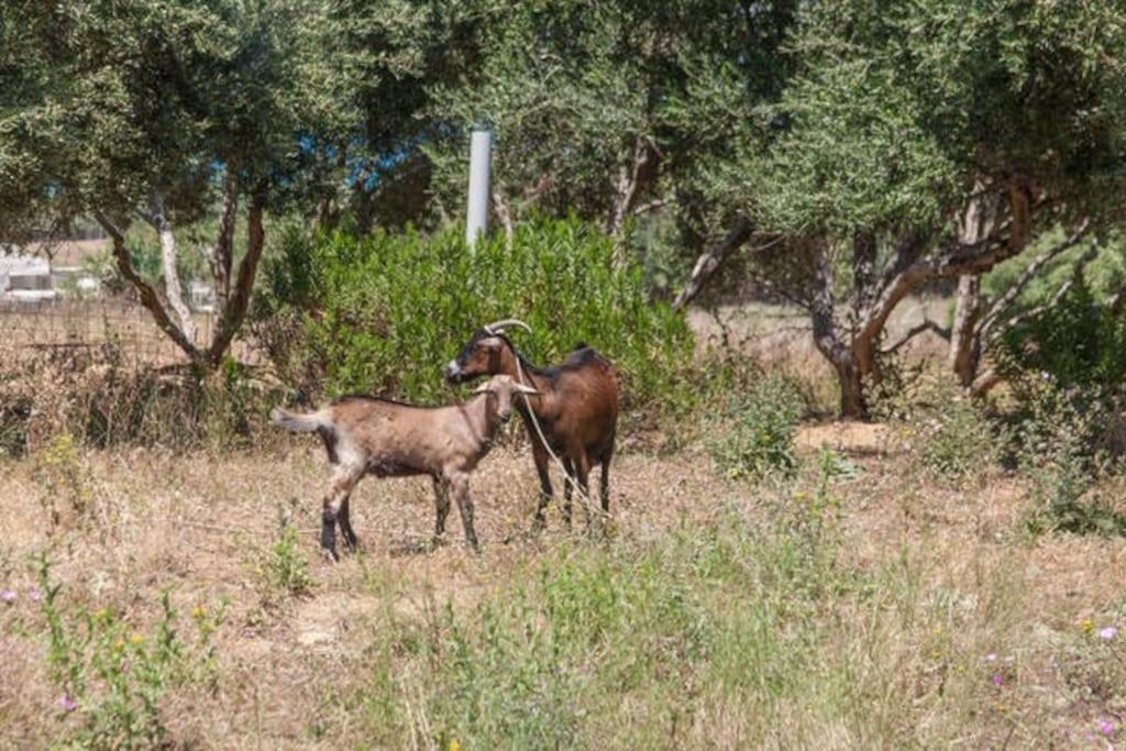 Olive Tree Farm 200m From The