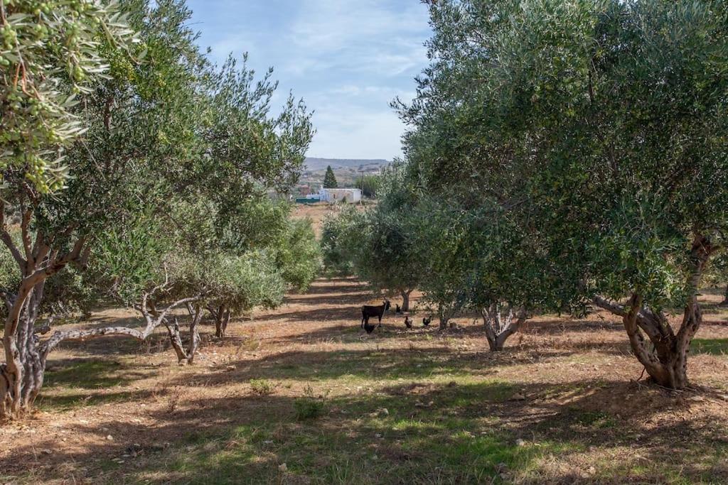 Olive Tree Farm 200m From The