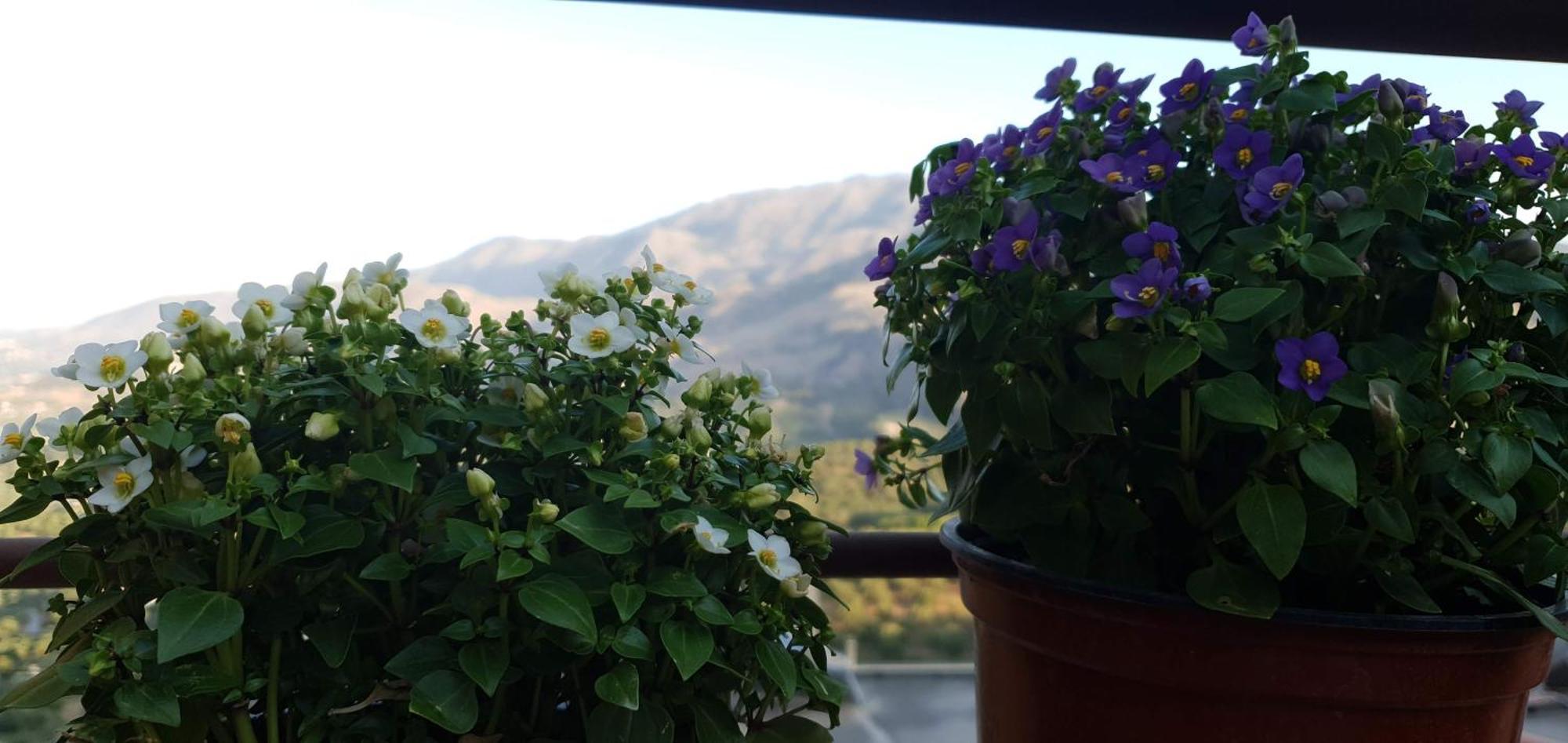 Apartment Jasmine - Morfi Village Exopoli