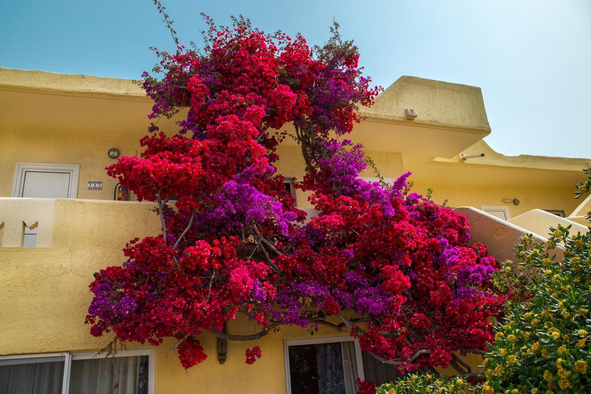 Hotel Eurovillage Achilleas Mastichari (Kos)