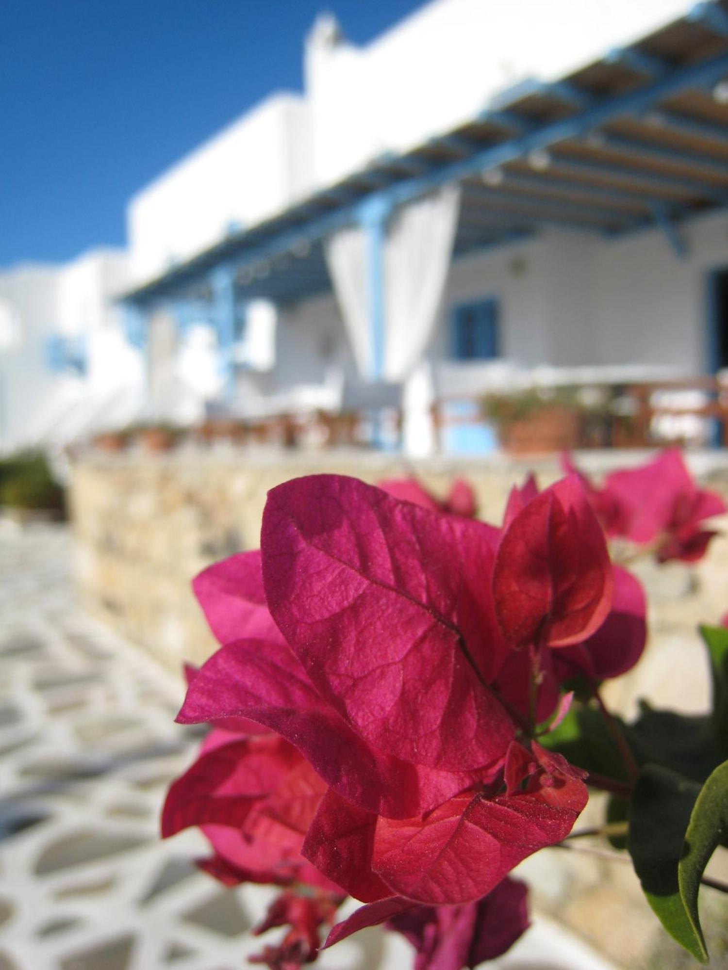 Hotel Erato Mykonos Ornos (Mykonos)