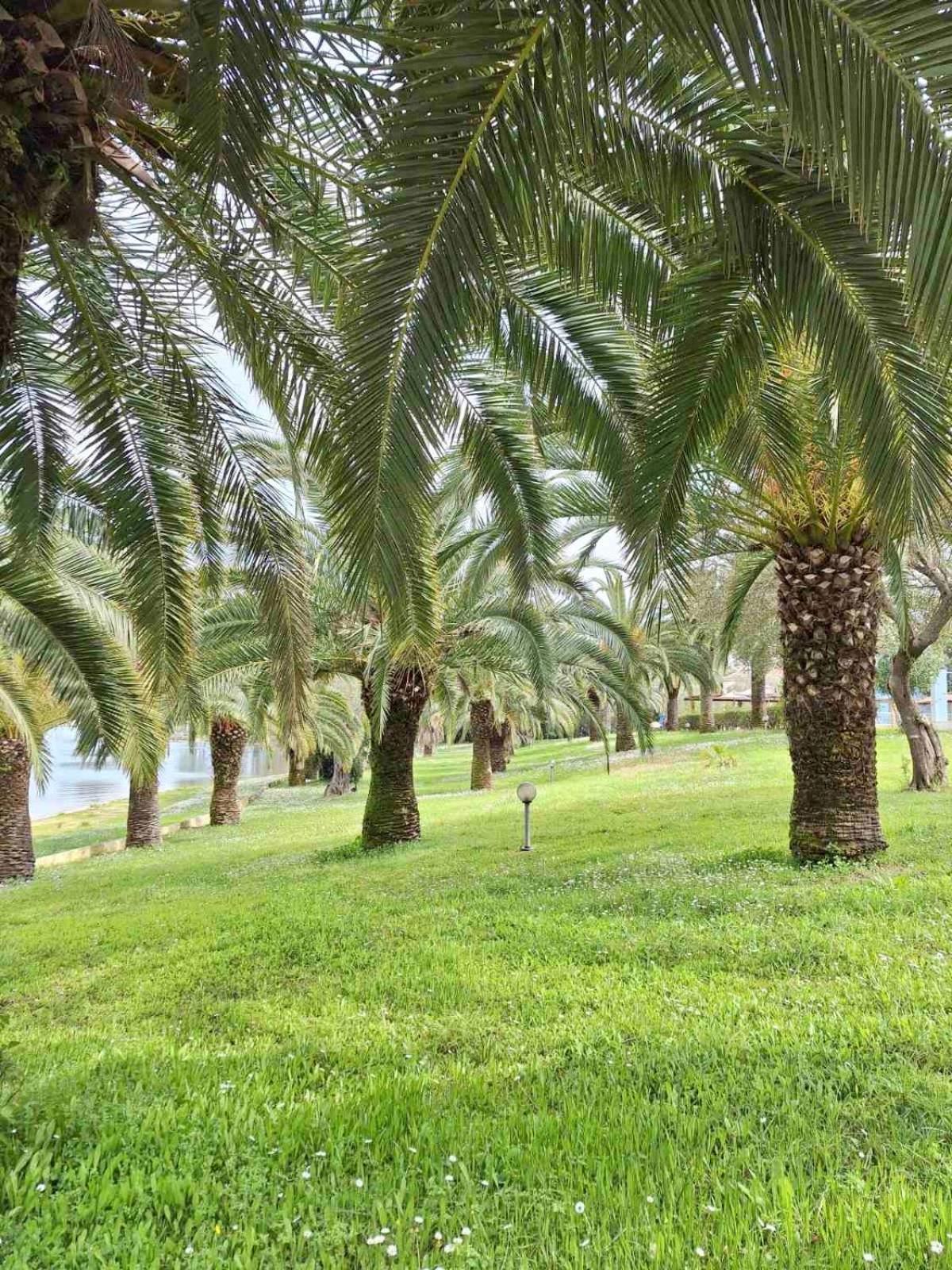Palme E Mare Corfu Danilia