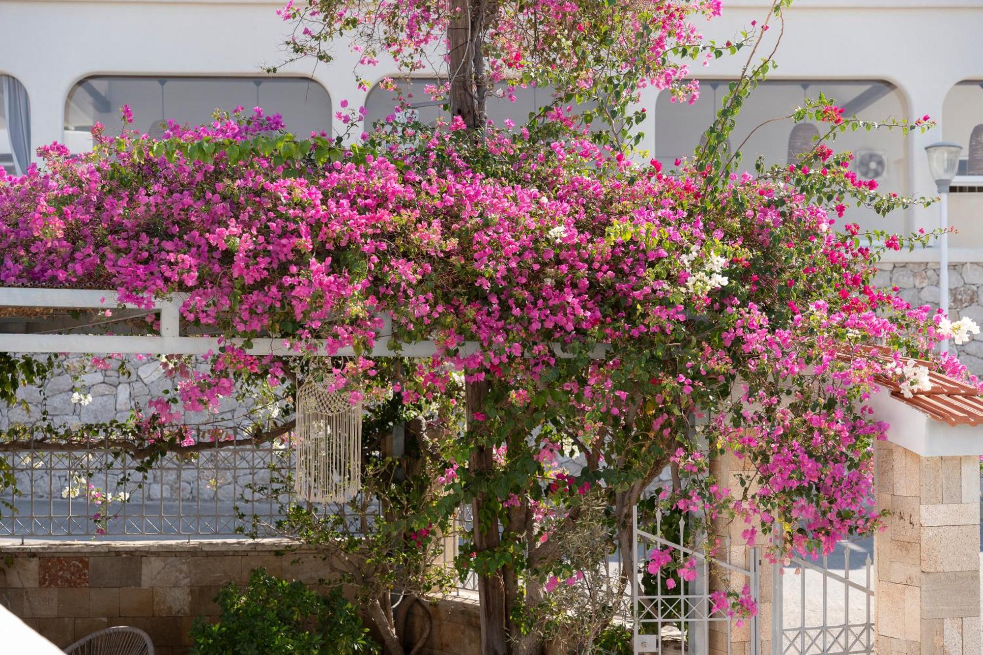Pounedes Luxury Pefki (Rhodes)