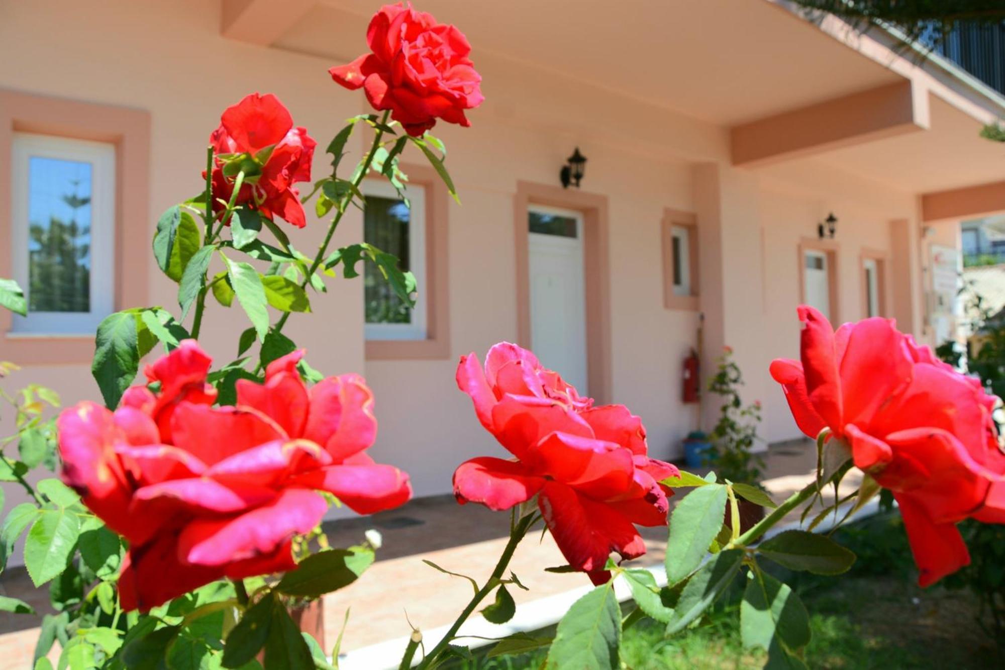 Red Rose Garden *
