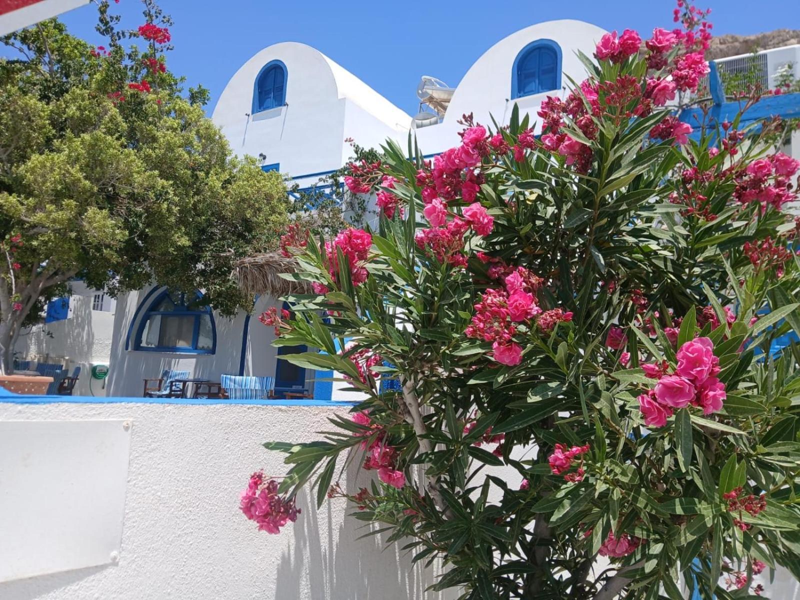 Flora Santorini Perissa (Santorini)