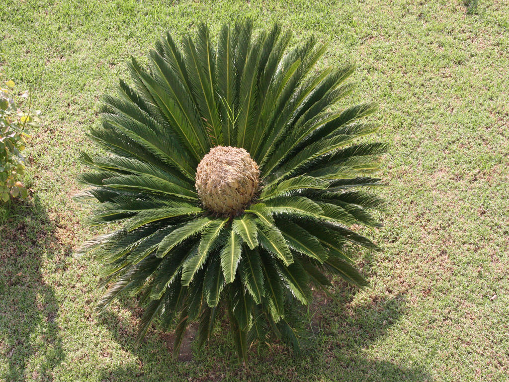 Areti