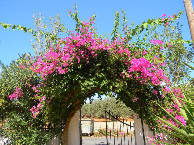 Aparthotel Alex Home Apartments Hersonissos (Crete)