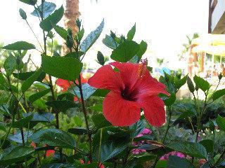 Aparthotel Domenica 2*
