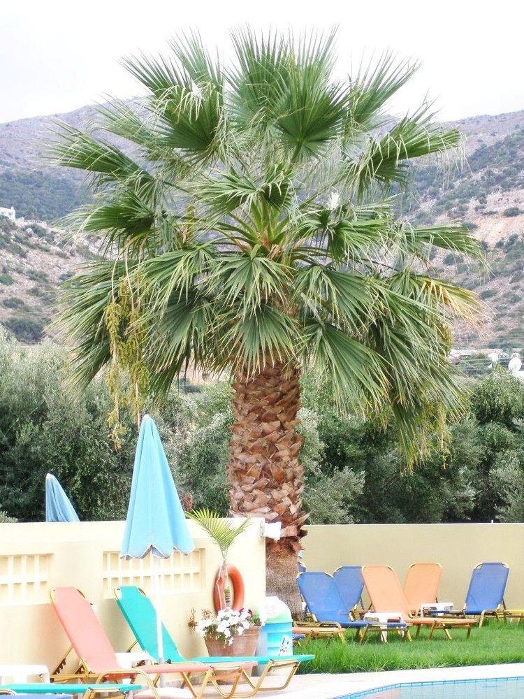 Hotel Stelios